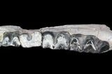 Titanothere (Megacerops) Jaw Section - (Special Price) #92706-2